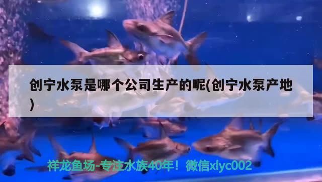 創寧水泵是哪個公司生產的呢(創寧水泵產地)