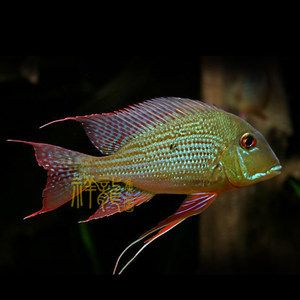 赤荔鳳冠關刀魚（赤荔鳳冠關刀魚的飼養建議赤荔鳳冠關刀魚飼養建議）