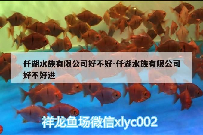 仟湖水族有限公司好不好:仟湖水族有限公司好不好進 仟湖水族有限公司好不好:仟湖水族有限公司好不好進 仟湖
