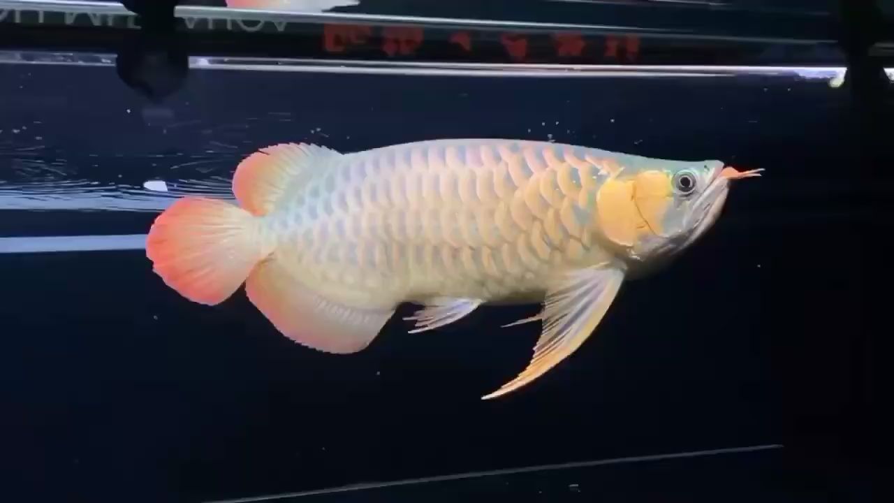 短身板頂級泗水超血王 短身板頂級泗水超血王 泗水龍魚 第2張