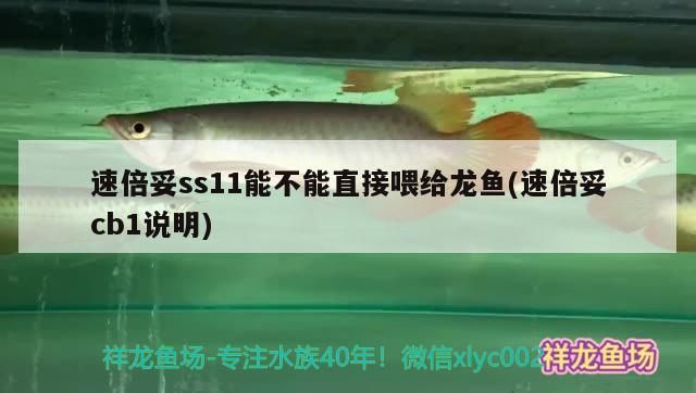 速倍妥ss11能不能直接喂給龍魚(速倍妥cb1說明) 速倍妥ss11能不能直接喂給龍魚(速倍妥cb1說明) 速倍妥