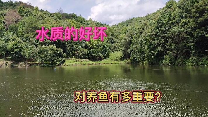 龍魚爛尾怎么治療方法：龍魚爛尾莫慌！全方位救治指南助愛魚恢復生機