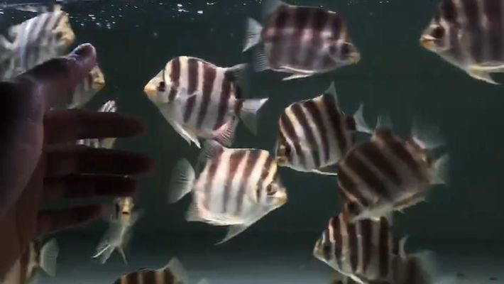 龍魚爛尾怎么辦圖片：龍魚爛尾怎么辦？全面解析與應對策略