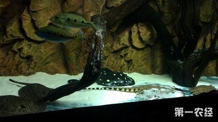 魟魚最低水溫多少度合適養：關于魟魚最低水溫的問題，我們可以得出以下結論以下結論