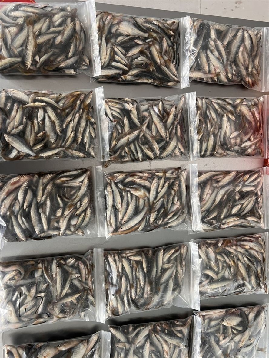 新鮮上岸冷凍麥穗。一斤一包。10??一斤 全國可發(fā)，龍魚 魚食 干凈衛(wèi)生