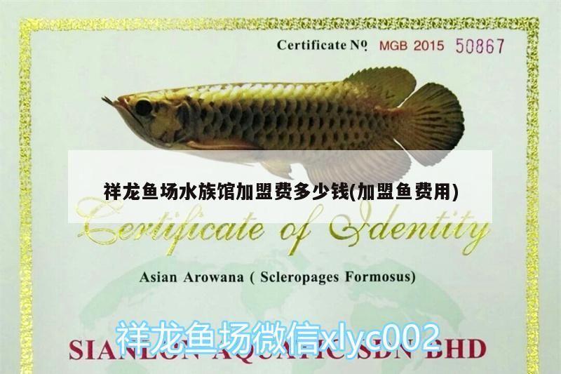 祥龍魚場水族館加盟費多少錢(加盟魚費用)