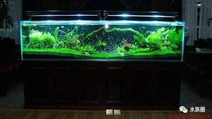 1米的魚缸放幾條闖缸魚：闖缸魚的數量應該如何確定？