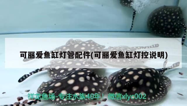 赤血紅龍魚生長過程圖（赤血紅龍魚生長過程圖片）