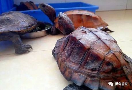 龍魚爛鰓怎么治療最好：龍魚爛鰓的防治與治療全攻略