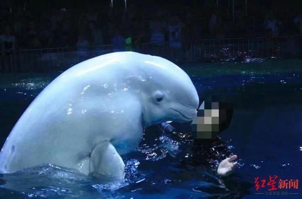 游戲 水族館 表演（關于游戲水族館表演的詳情）