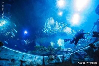 游戲 水族館 表演（關于游戲水族館表演的詳情）