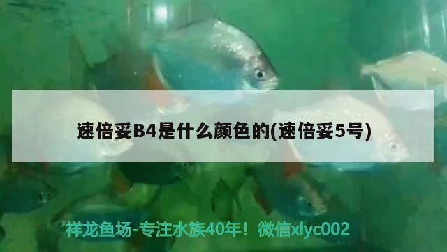 速倍妥B4是什么顏色的(速倍妥5號) 速倍妥B4是什么顏色的(速倍妥5號) 速倍妥