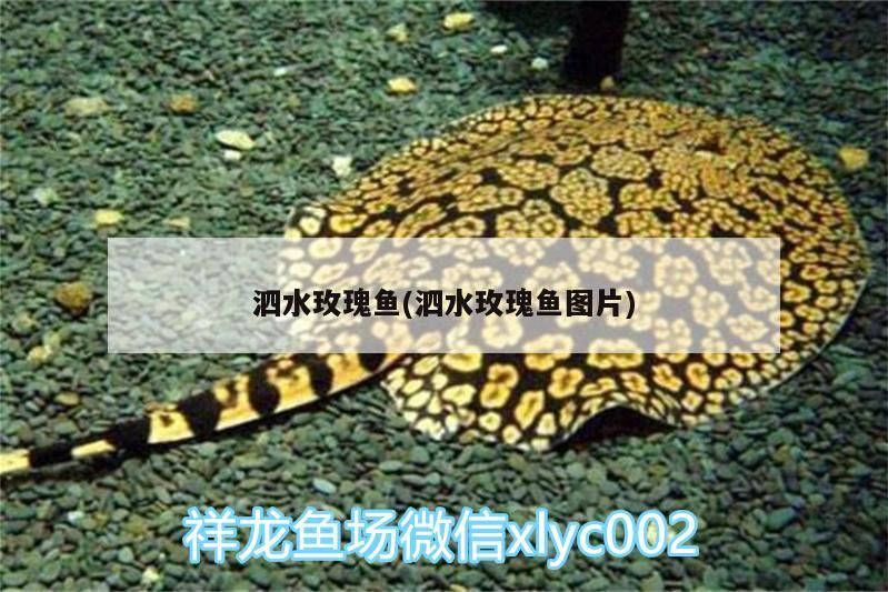 泗水玫瑰魚(泗水玫瑰魚圖片) 泗水玫瑰魚(泗水玫瑰魚圖片) 泗水龍魚 第2張