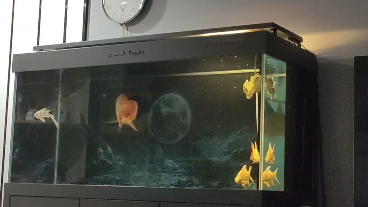 夜燈下的魚兒悠閑地游動著，而看著他們的我卻感到莫名的困頓，而看似悠哉的它們或許才是真正的困頓，感覺困頓的我實際上才是真的悠閑，希望同樣困頓的我們，都能像看起來那樣的悠閑自在。