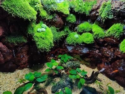 龍魚爛鰭爛尾怎么治療圖片：龍魚爛鰭爛尾的防治與治療全攻略