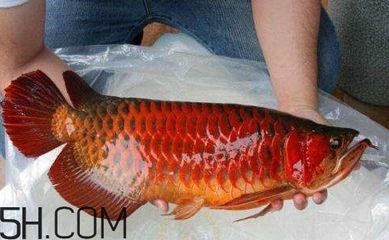 過背金龍魚能吃嗎有毒嗎會死嗎：過背金龍魚是否可以食用以及是否存在毒性