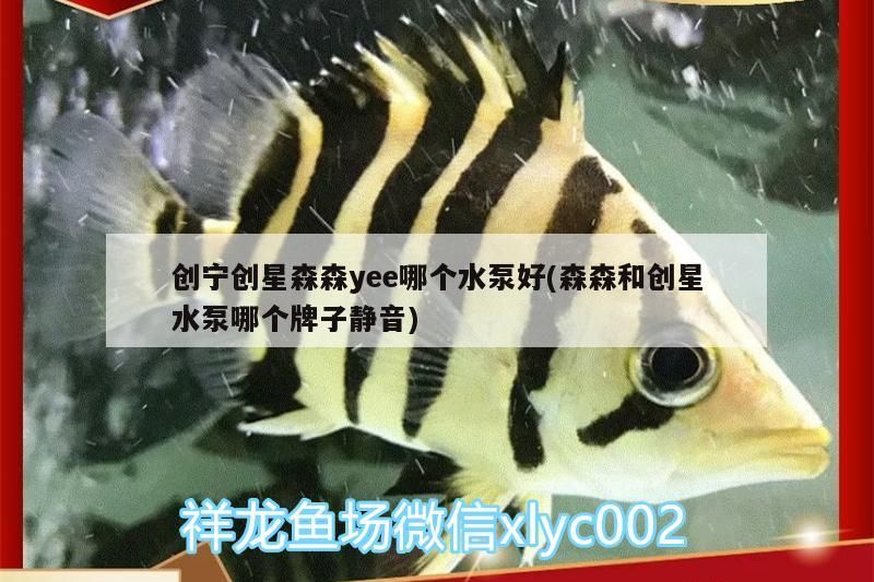 創寧創星森森yee哪個水泵好(森森和創星水泵哪個牌子靜音)