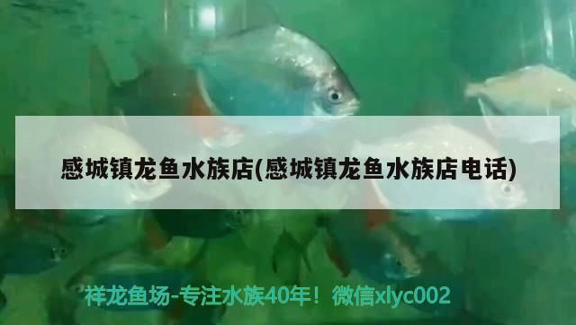 感城鎮龍魚水族店(感城鎮龍魚水族店電話)