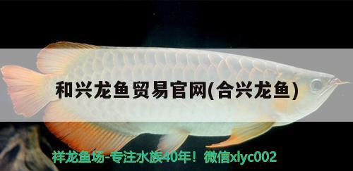 和興龍魚貿易官網(合興龍魚)