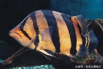 養(yǎng)虎魚有什么寓意：養(yǎng)虎魚有什么寓意，