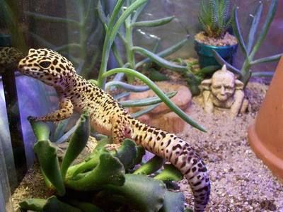 龍魚可以長到多大的魚：探秘龍魚，揭秘其生長極限與奧秘