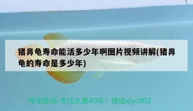 豬鼻龜壽命能活多少年啊圖片視頻講解(豬鼻龜的壽命是多少年)