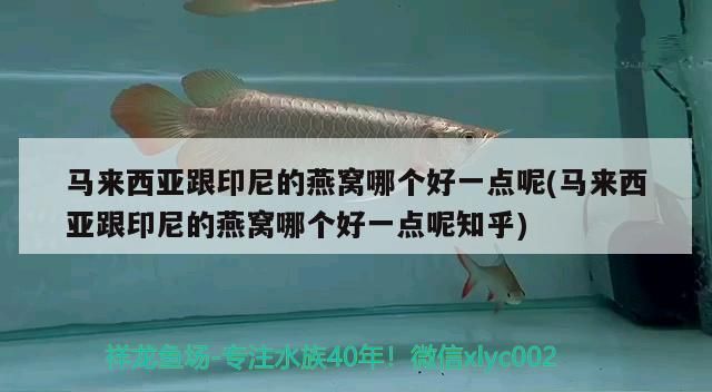 鞍山觀賞魚鴿舍地址電話號（鞍山觀賞魚基地鴿業）