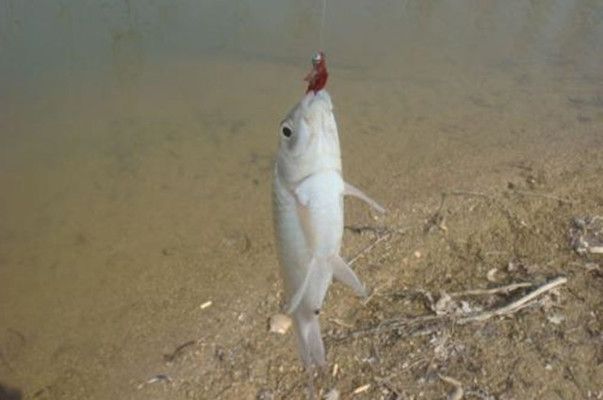 龍魚可以活多長時間的壽命呢：探尋龍魚壽命的奧秘，水中貴族的長壽傳奇