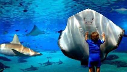 水族館英文翻譯：世界著名水族館介紹“水族館”翻譯成英文時存在多種可能的表達