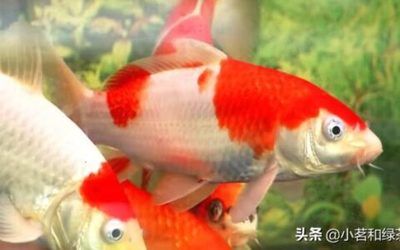 龍魚可以和什么魚一起養(yǎng)殖呢視頻講解：龍魚混養(yǎng)，探尋最佳魚伴