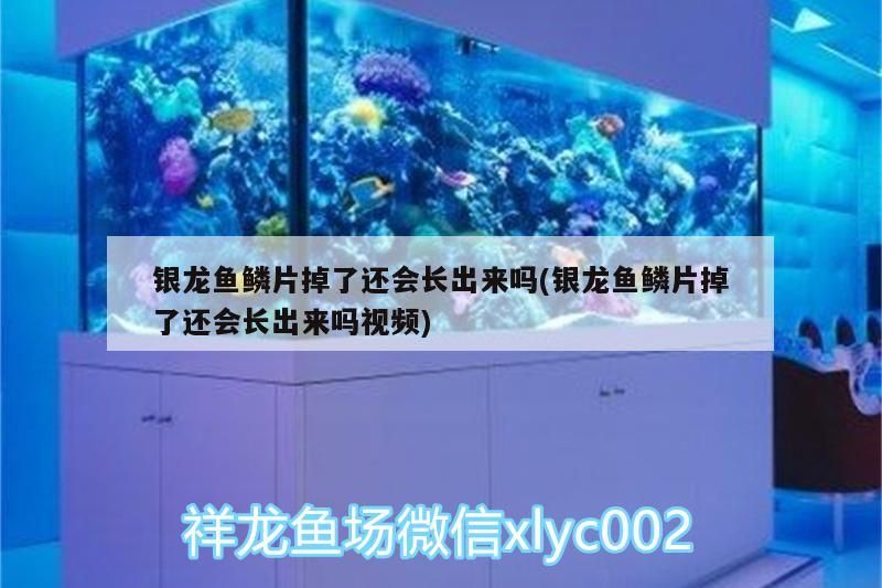 銀龍魚鱗片掉了還會長出來嗎(銀龍魚鱗片掉了還會長出來嗎視頻)