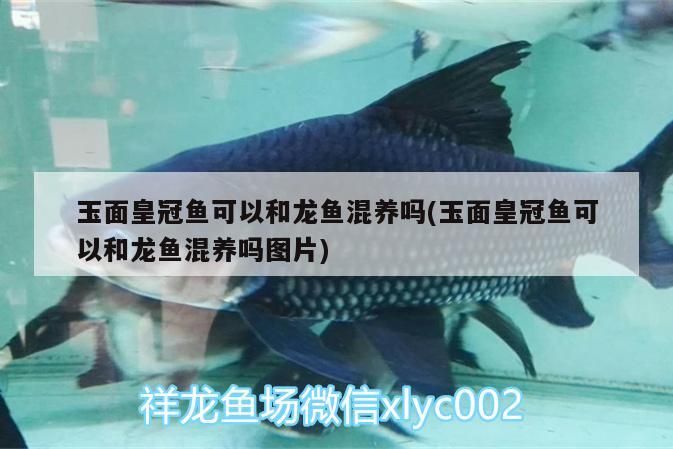銀龍魚 玉面皇冠魚可以和龍魚混養嗎(玉面皇冠魚可以和龍魚混養嗎圖片) 金龍魚百科 玉面皇冠魚可以和龍魚混養嗎(玉面皇冠魚可以和龍魚混養嗎圖片) 玉面皇冠魚可以和龍魚混養嗎(玉面皇冠魚可以和龍魚混養嗎圖片) 金龍魚百科
