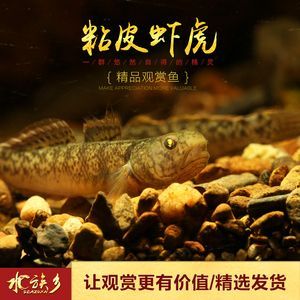 虎魚功效與作用禁忌是什么：虎魚功效與作用