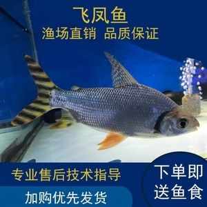 虎魚功效與作用禁忌是什么：虎魚功效與作用