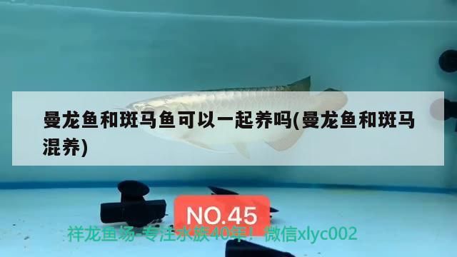 曼龍魚和斑馬魚可以一起養嗎(曼龍魚和斑馬混養)