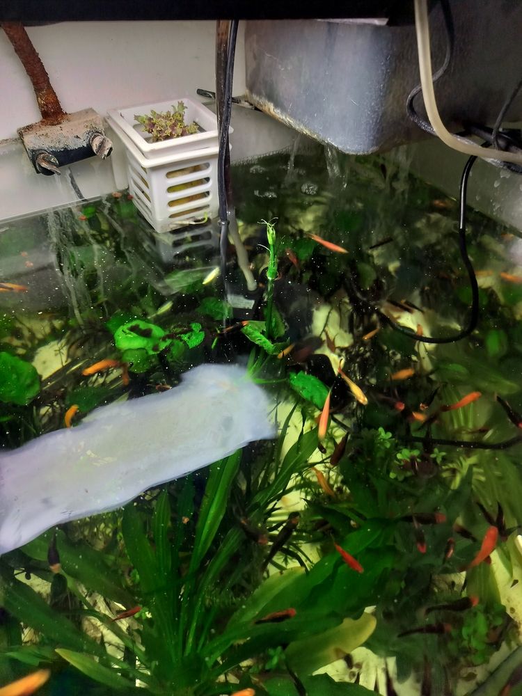 這草居然開花了