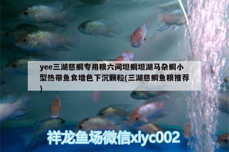 yee三湖慈鯛專用糧六間坦鯛坦湖馬雜鯛小型熱帶魚(yú)食增色下沉顆粒(三湖慈鯛魚(yú)糧推薦)