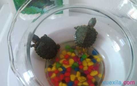 龍魚可以吃魚飼料嗎視頻：龍魚可以吃魚飼料嗎？探秘龍魚喂養(yǎng)的奧秘
