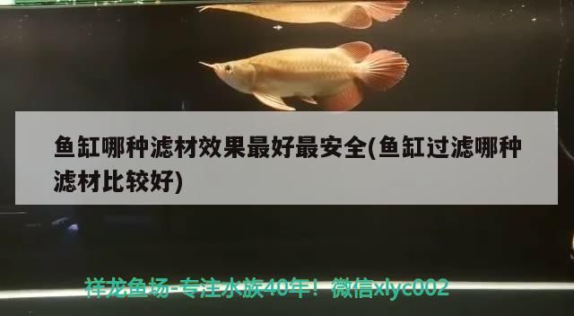 魚(yú)缸哪種濾材效果最好最安全(魚(yú)缸過(guò)濾哪種濾材比較好)