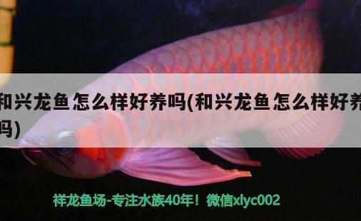 和興龍魚怎么樣好養嗎(和興龍魚怎么樣好養嗎)