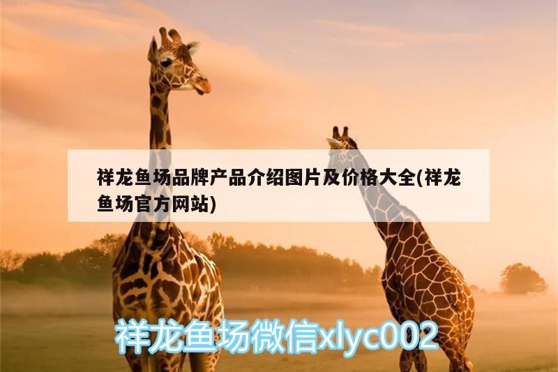 祥龍魚場品牌產品介紹圖片及價格大全(祥龍魚場官方網站)