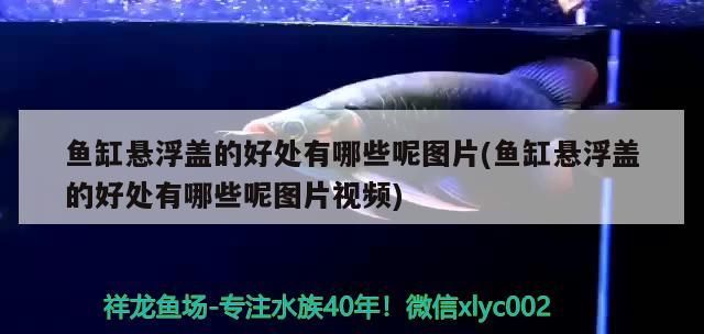 魚缸懸浮蓋的好處有哪些呢圖片(魚缸懸浮蓋的好處有哪些呢圖片視頻)