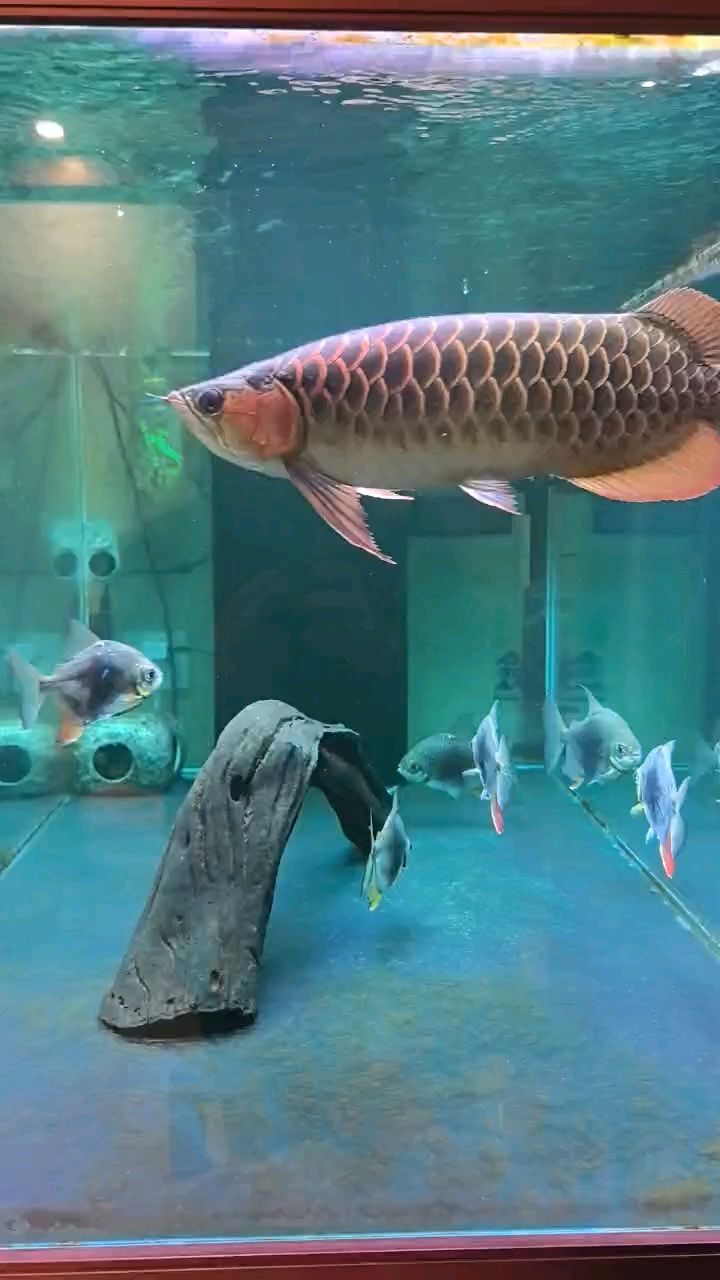 前段時(shí)間突發(fā)水泵故障，主缸水溫過(guò)低導(dǎo)致龍魚長(zhǎng)白毛，現(xiàn)在完全恢復(fù)了。