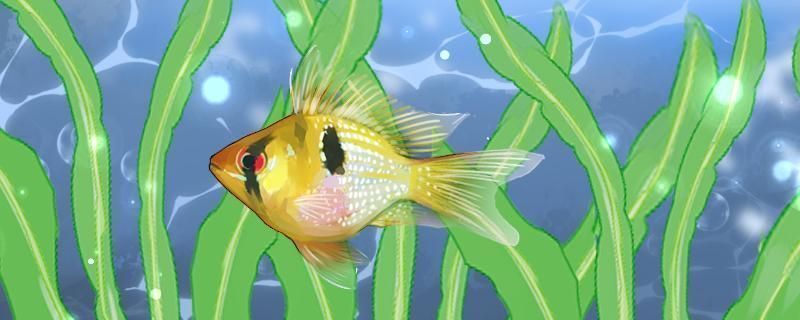 元寶鳳凰魚繁殖缸布置指南：元寶鳳凰魚繁殖期間飼料選擇，元寶鳳凰魚繁殖缸水質(zhì)管理方法