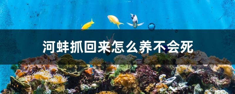 河蚌抓回來怎么養不會死