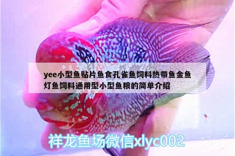 yee小型魚貼片魚食孔雀魚飼料熱帶魚金魚燈魚飼料通用型小型魚糧的簡單介紹