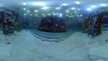 祥龍水族館VR體驗(yàn)開放時間（哈爾濱祥龍水族館vr體驗(yàn)2024年11月22日向公眾開放）