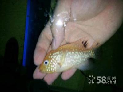 龍魚焦躁不安的表現(xiàn)：龍魚焦躁之謎，探尋水下精靈的情緒密碼