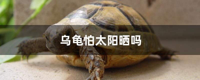 烏龜怕曬嗎