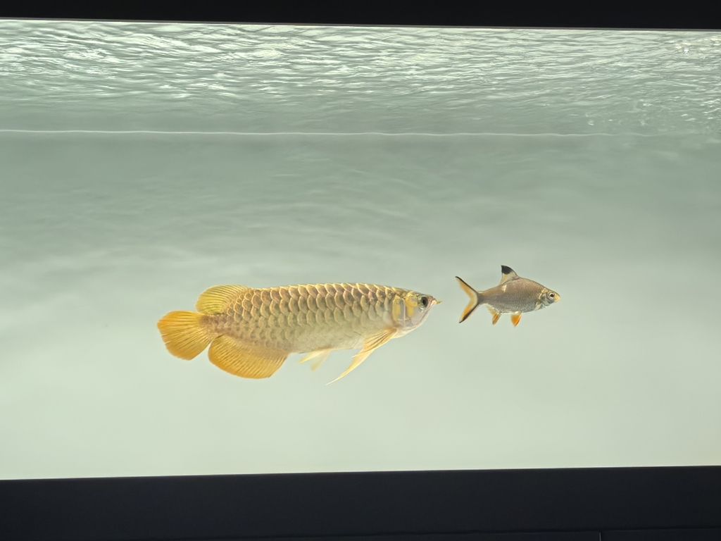 記錄一下，鯽魚和錦鯉戰(zhàn)損